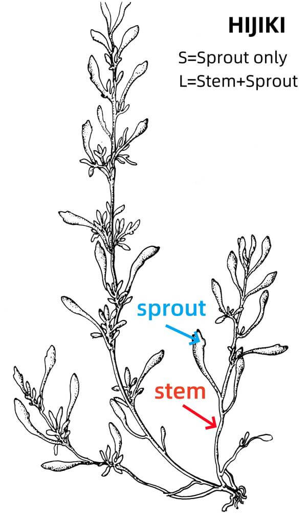 hijiki sprout stem