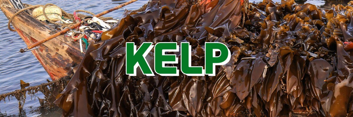 china kelp