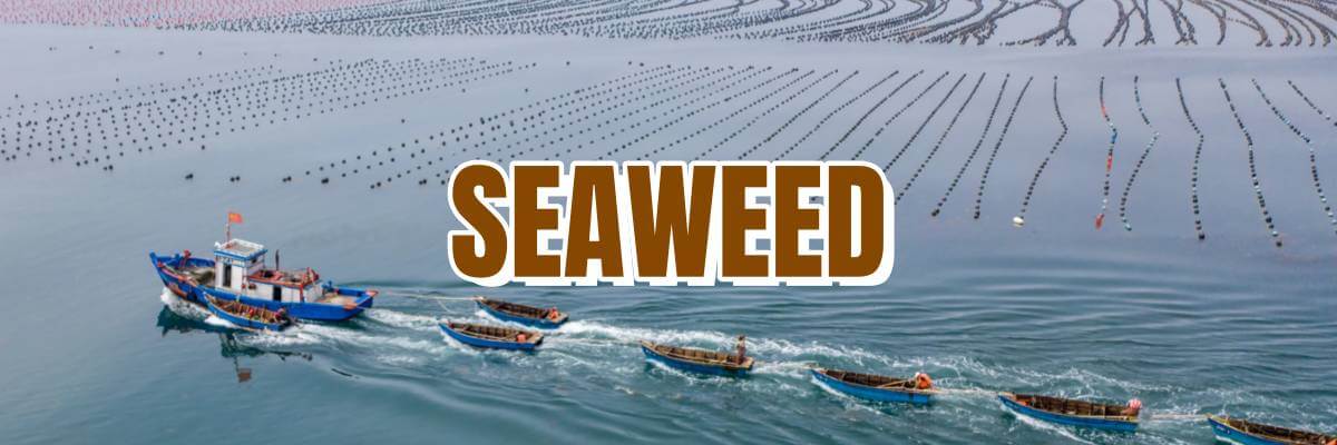 china seaweed